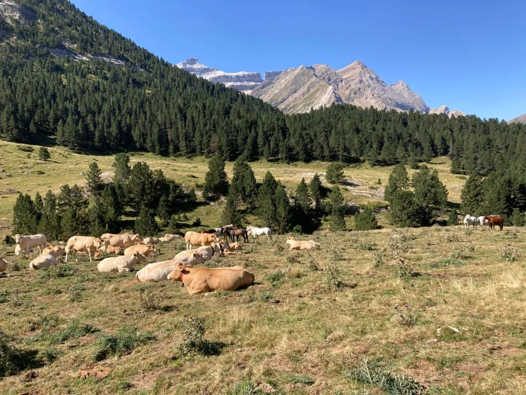 plateau du pailha à gavarnie