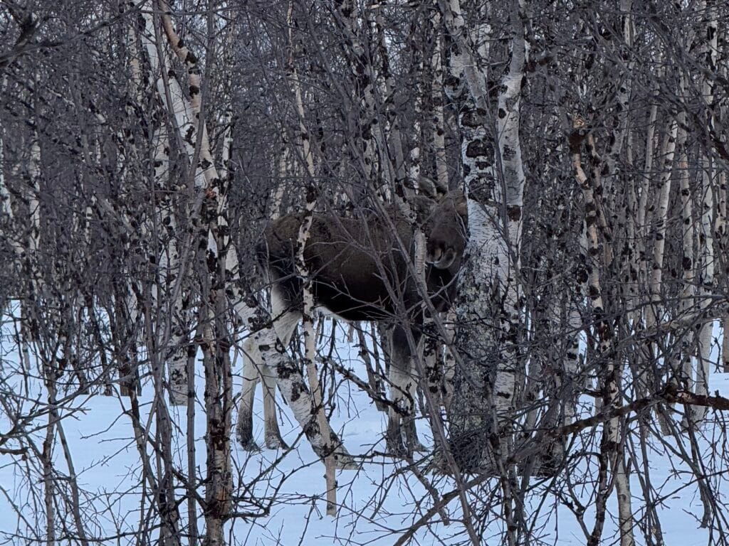 élan sur le sentier du kungsleden en laponie suédoise