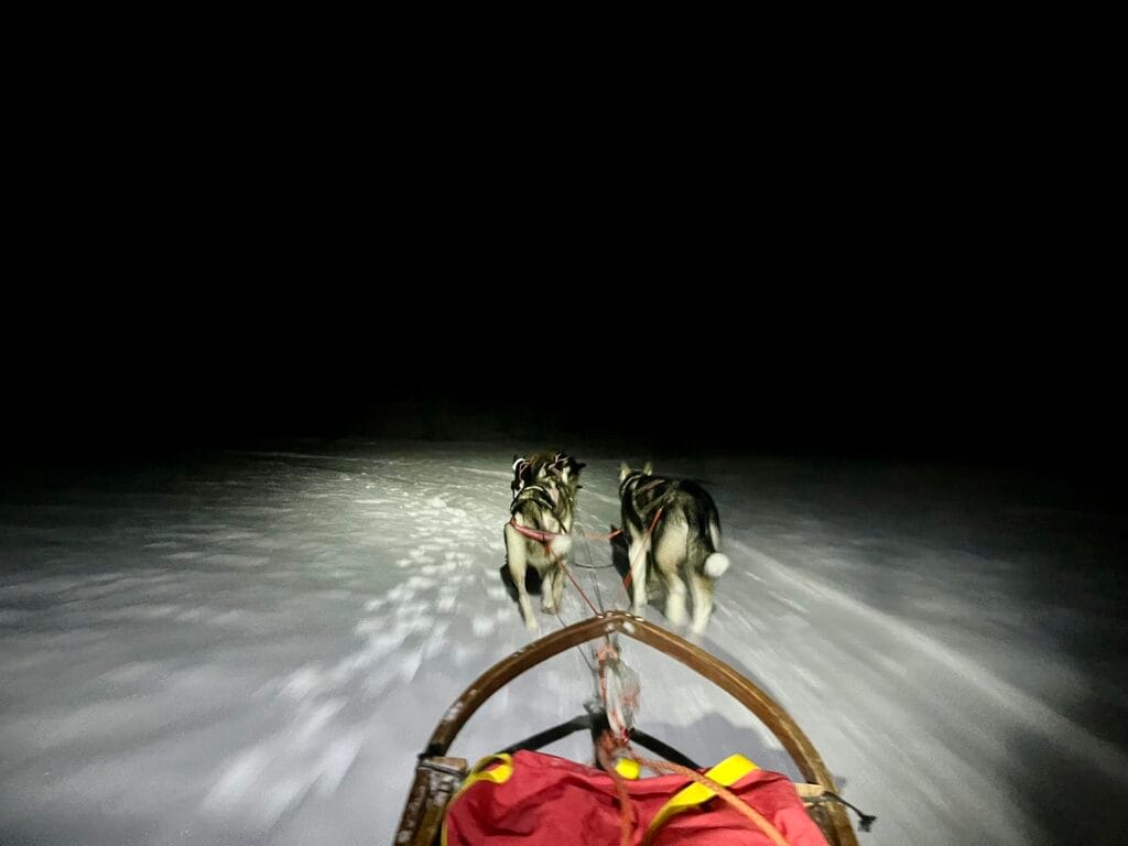 chiens de traineaux nuit laponie