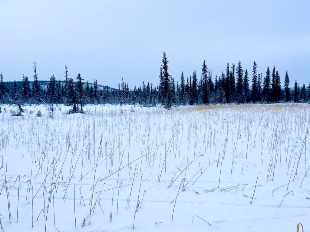 randonnée Jukkasjärvi sur une tourbière gelée en laponie suédoise