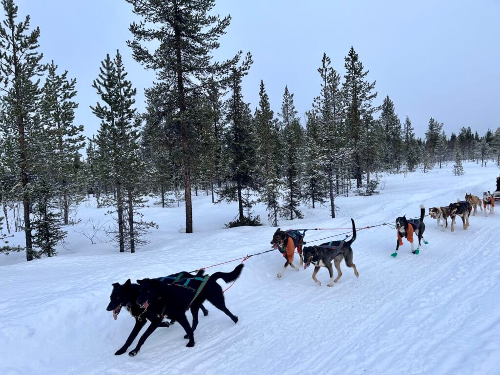 chiens de traineaux laponie suédoise