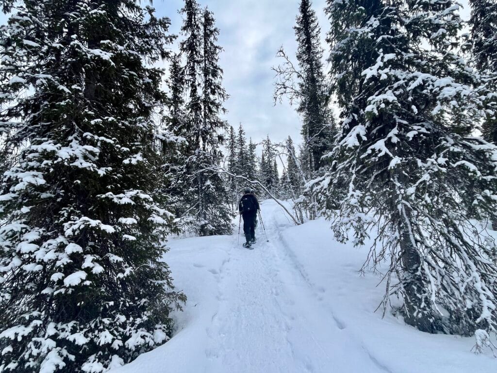 randonnée Aptasvaara en laponie suédoise
