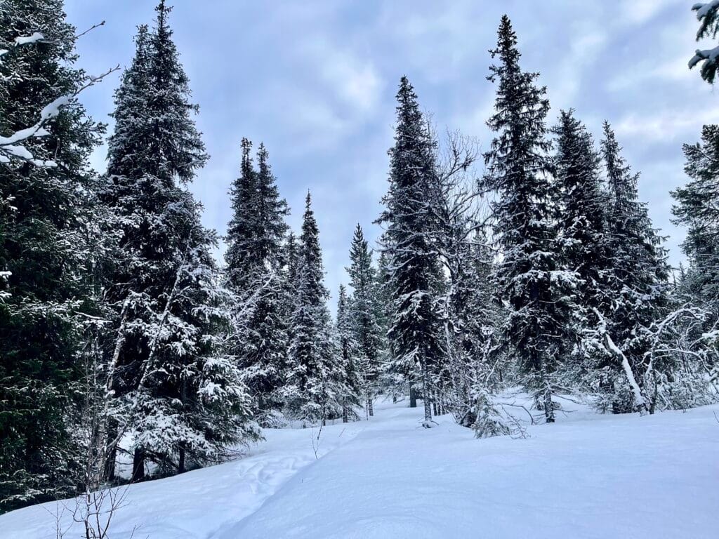 randonnée Aptasvaara en laponie suédoise