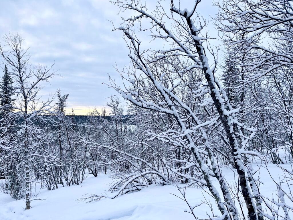 randonnée Aptasvaara en laponie suédoise