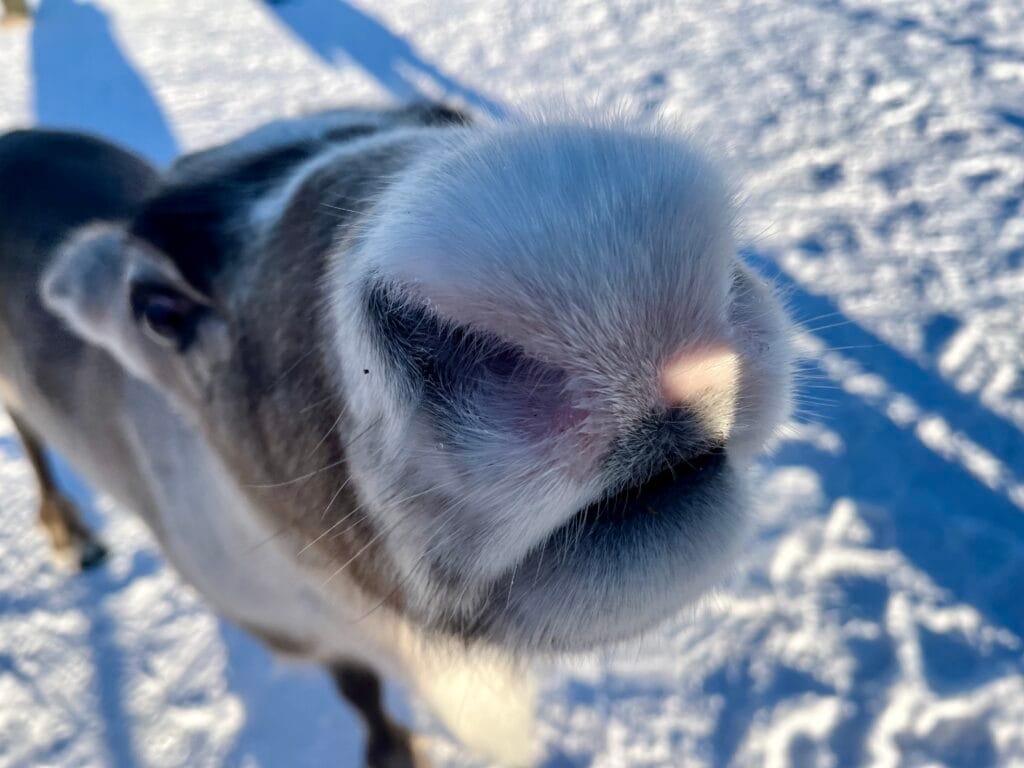 bébé renne au musée sami Jukkasjärvi en Laponię suédoise