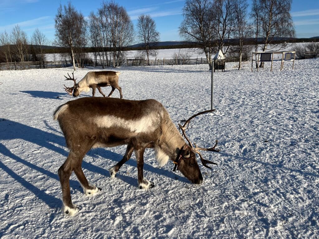 renne en laponie suédoise au musée sami Jukkasjärvi