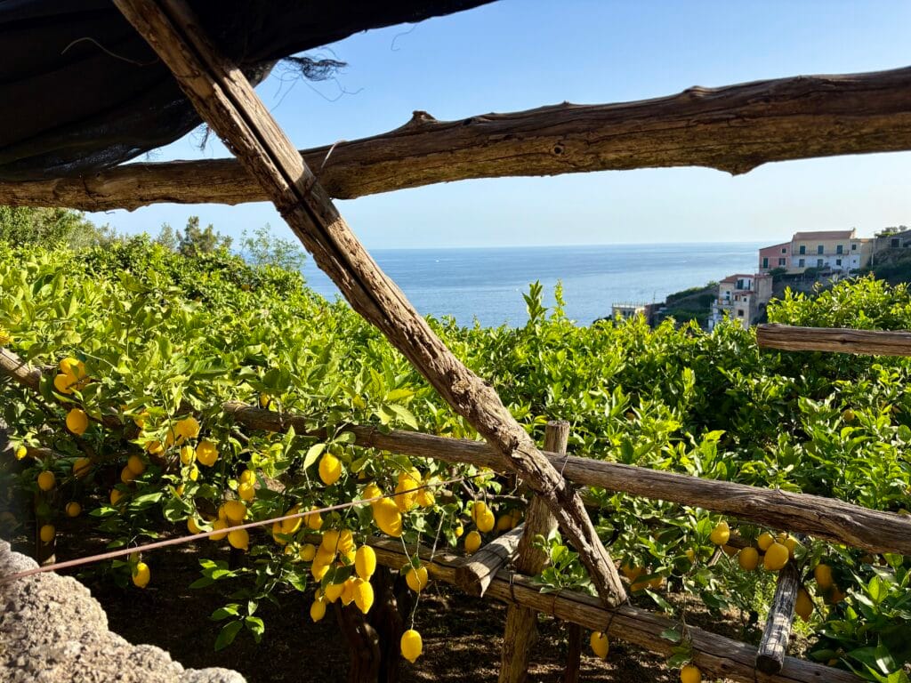 sentier des citrons côte amalfitaine
