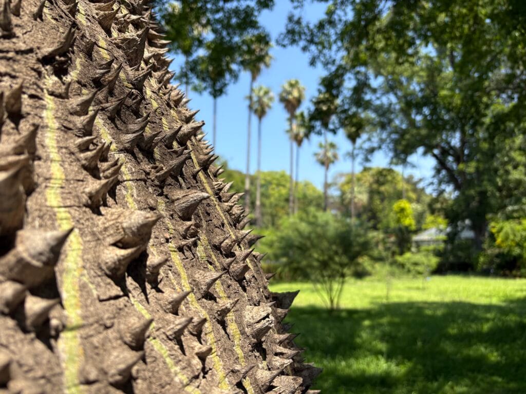 jardin botanique à palerme