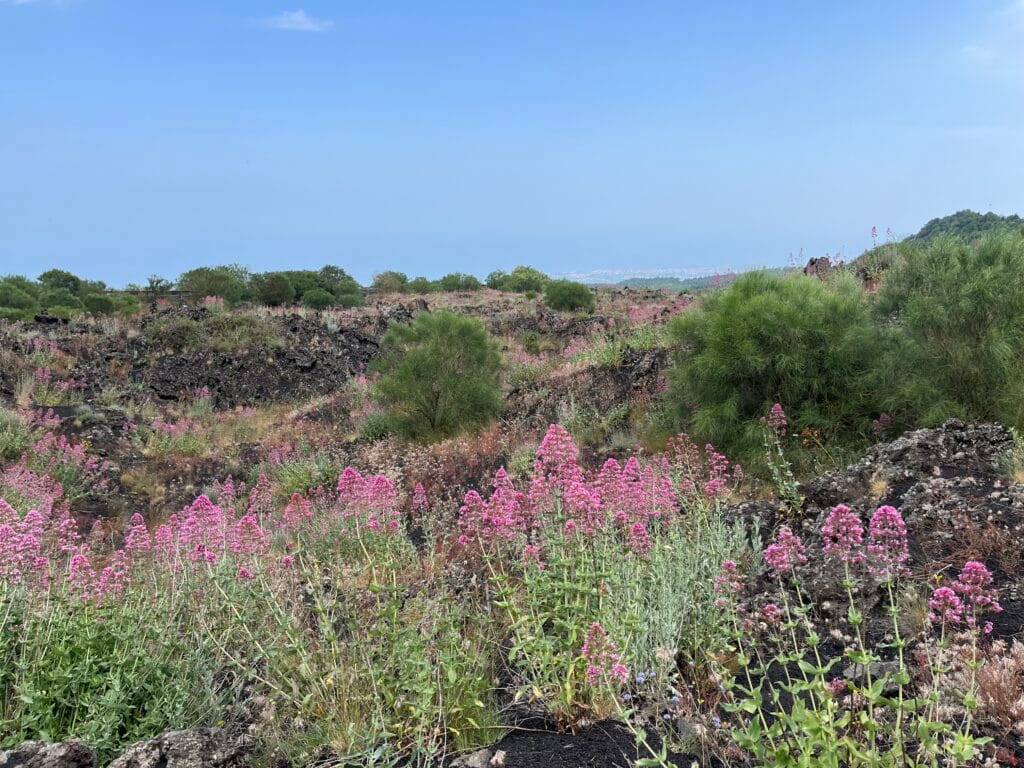 végétation de l'Etna
