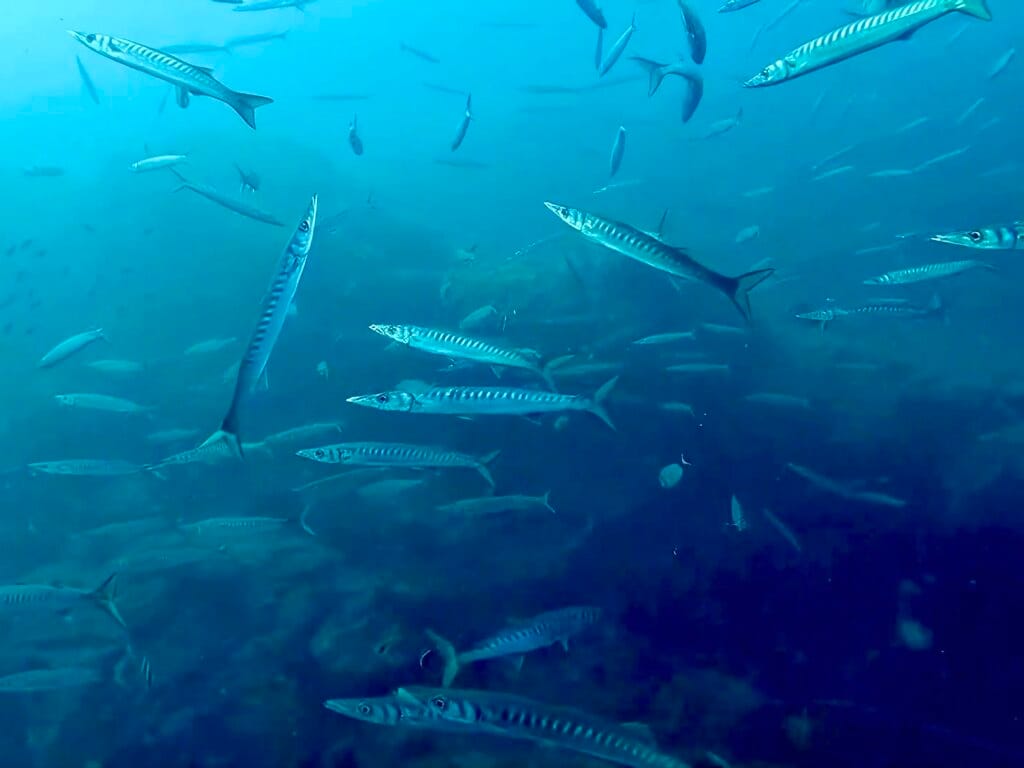 banc de barracudas en plongée dans le cap de creuser à cadaques