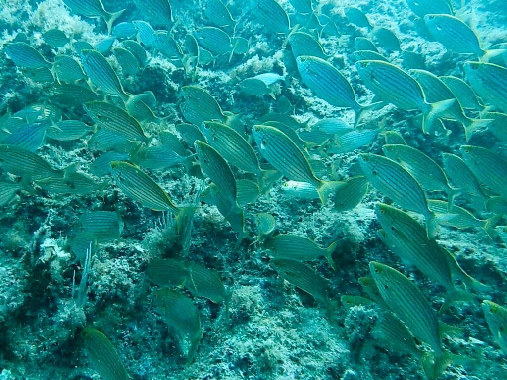 banc de saupes en plongée dans le cap de creuser à cadaques
