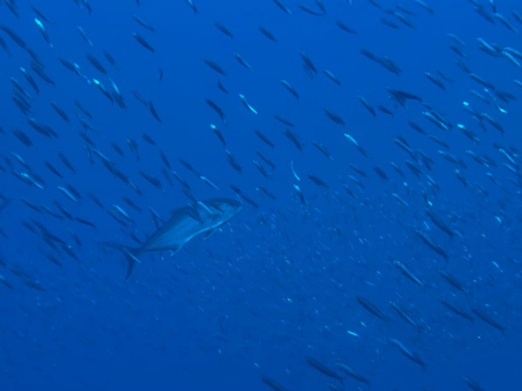 sériole en plongée dans le cap de creuser à cadaques
