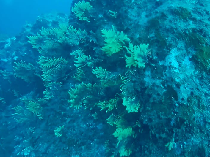 gorgone en plongée dans le cap de creuser à cadaques