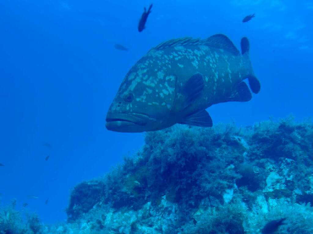 mérou brun en plongée dans le cap de creuser à cadaques