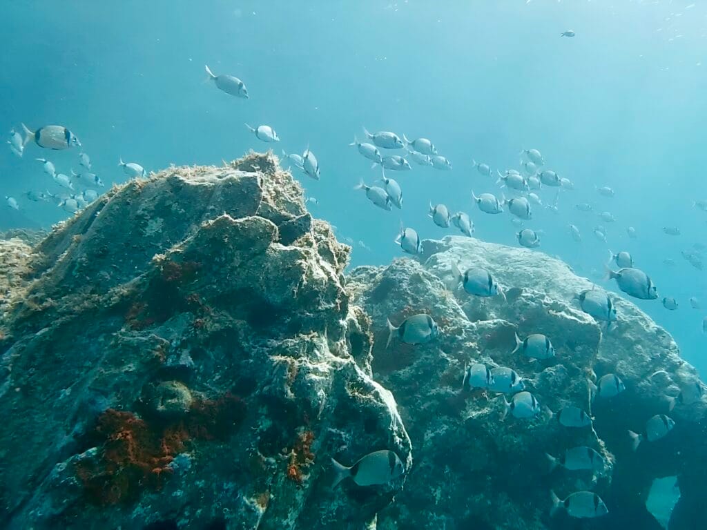 banc de gares à tête noire en plongée dans le cap de creuser à cadaques
