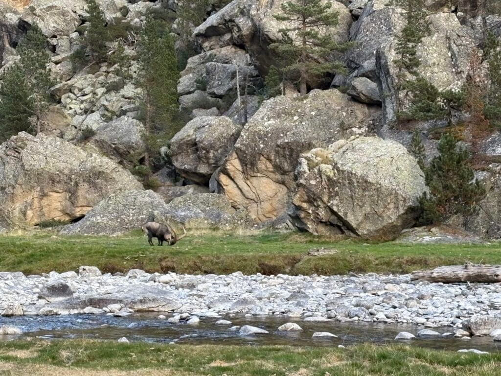 bouquetin ibérique vallée du Marcadau lors d'un trek dans les Pyrénées en boucle depuis Cauterets
