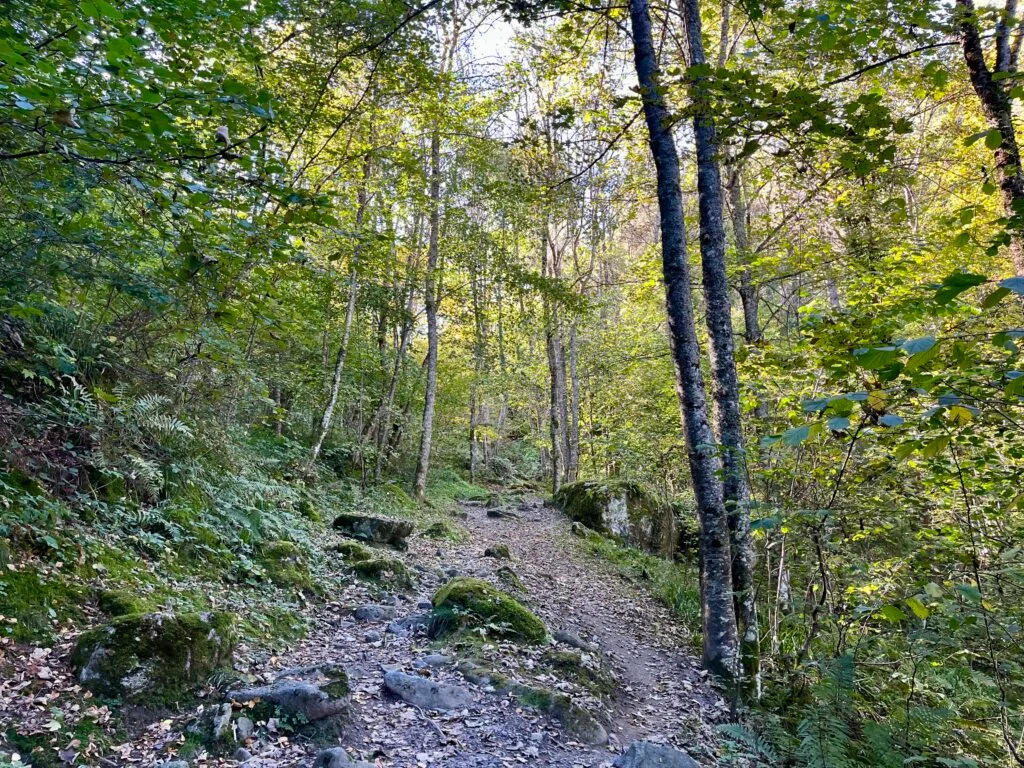 forêt à Cauterets