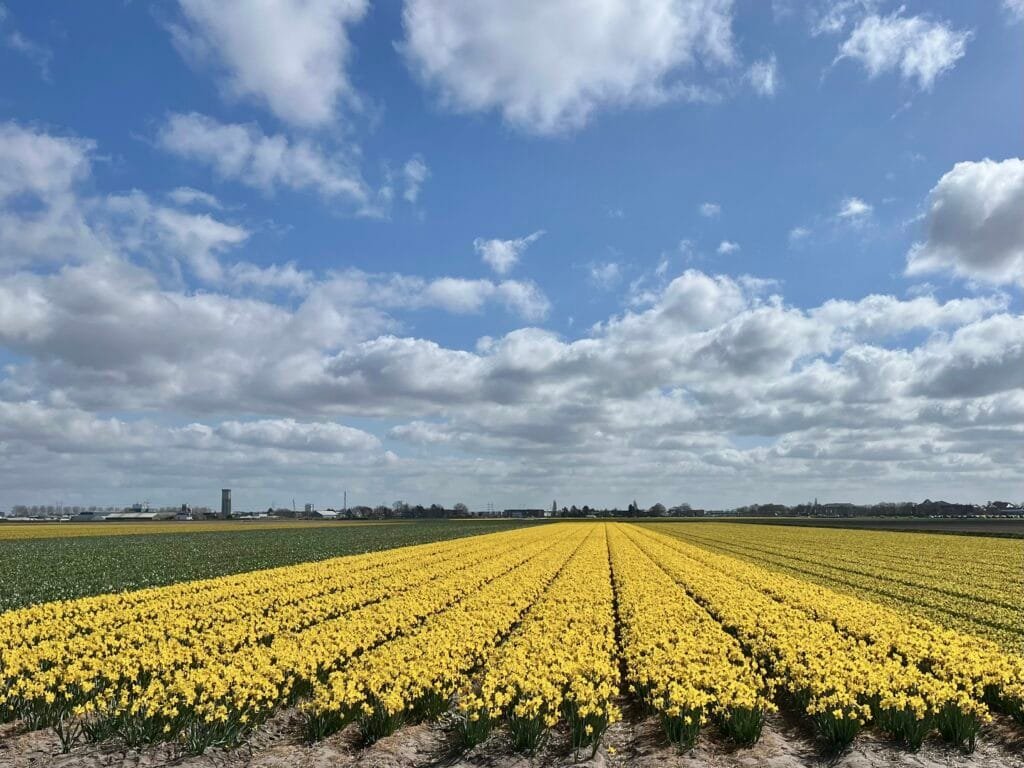 vélo entre Amsterdam et Keukenhof