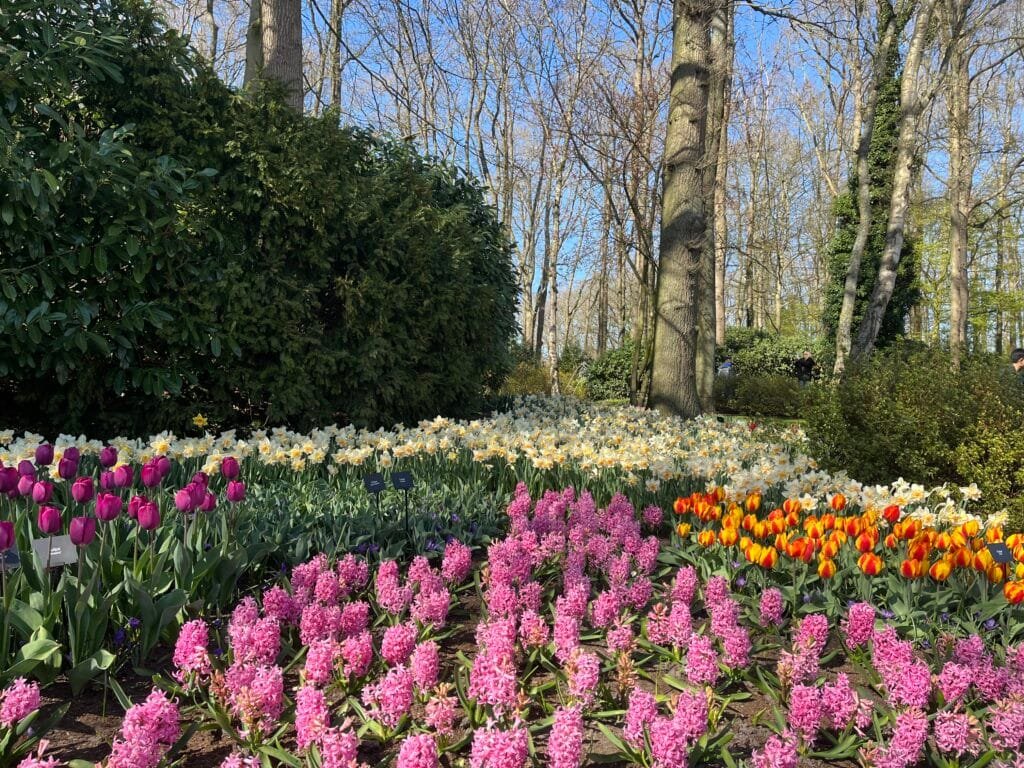 tulipes à keukenhof