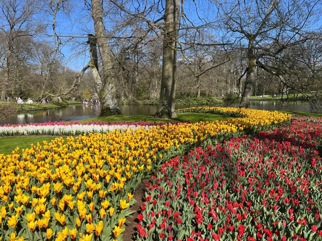 tulipes à keukenhof