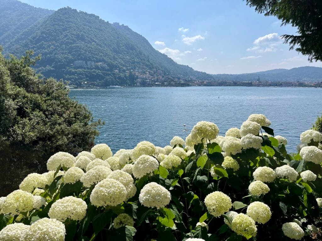 hortensias dans le Parco del Grumello à Côme