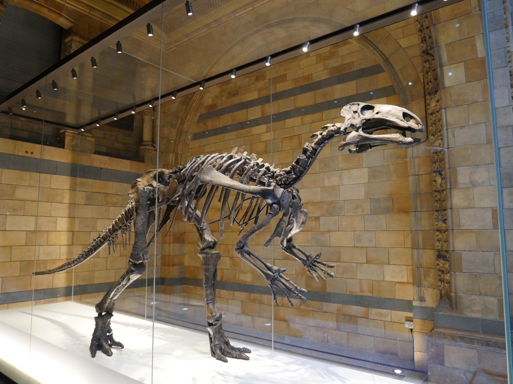 muséum d'histoire naturelle de londres