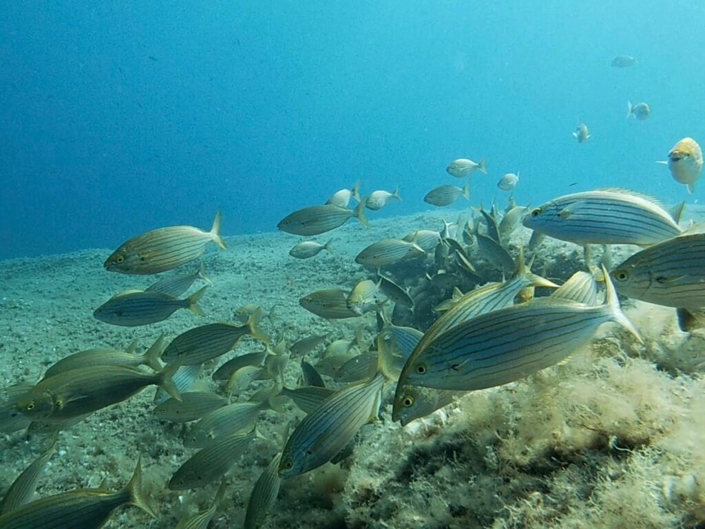 plongée b17 calvi corse