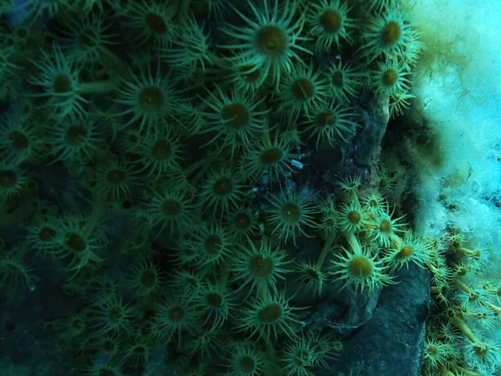 plongée revellata corse