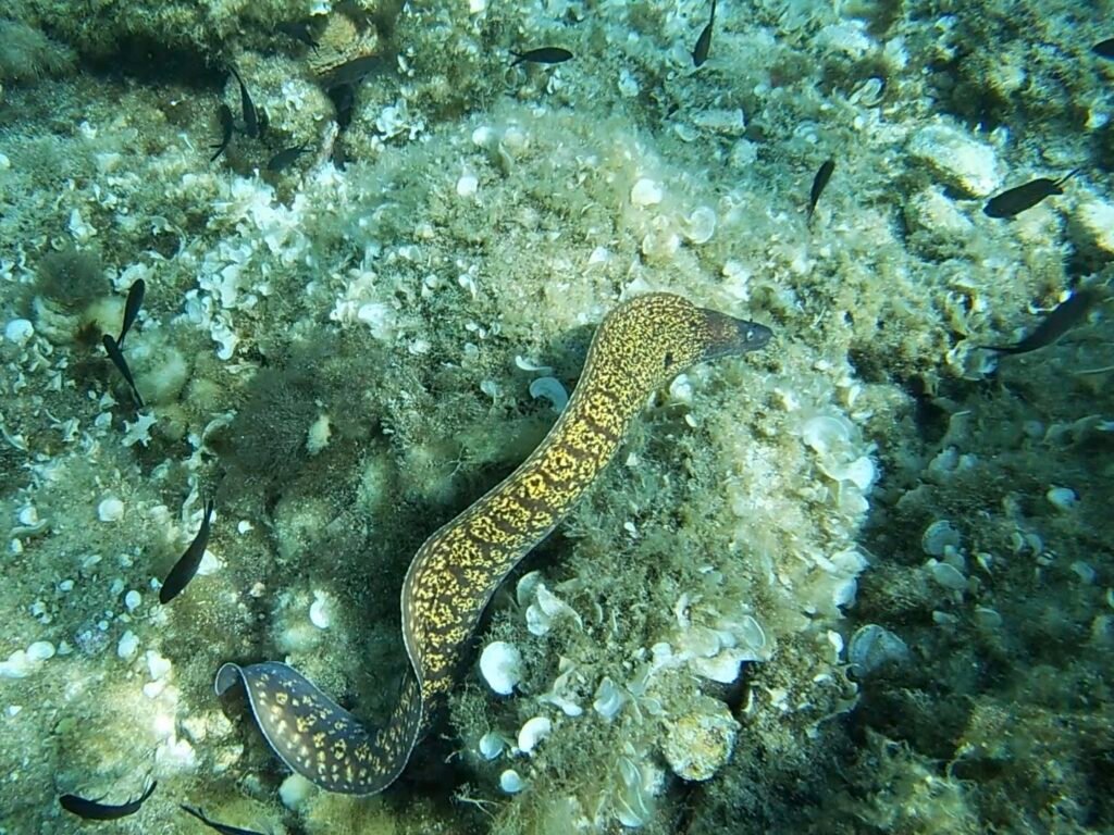 plongée revellata corse