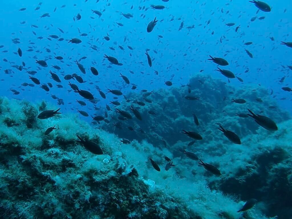 plongée calvi