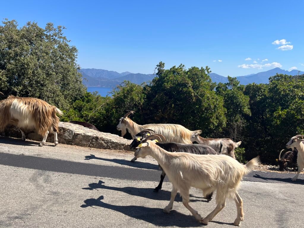 chèvres corse
