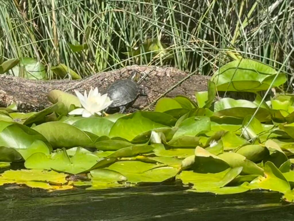 cistude d'Europe dans le delta du fango en corse