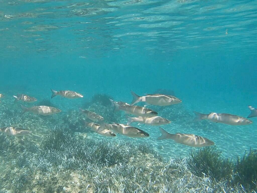 snorkeling girolata